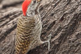 Dzięcioł jasnolicy - Dendropicos fuscescens - Cardinal Woodpecker