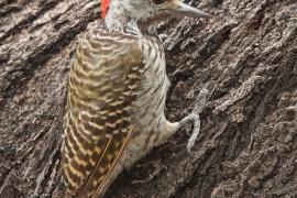 Dzięcioł jasnolicy - Dendropicos fuscescens - Cardinal Woodpecker