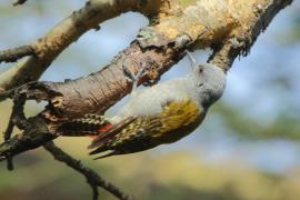 Dzięcioł popielaty - Dendropicos goertae - African Grey Woodpecker