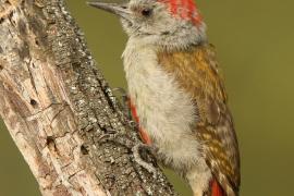 Dzięcioł popielaty - Dendropicos goertae - African Grey Woodpecker