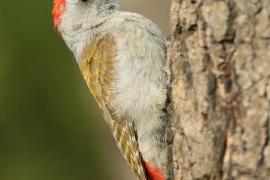 Dzięcioł popielaty - Dendropicos goertae - African Grey Woodpecker