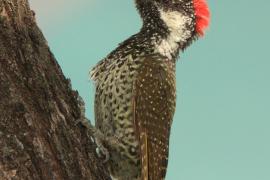 Dzięciolik złotosterny - Geocolaptes abingoni - Golden-tailed Woodpecker