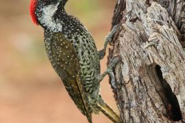 Dzięciolik złotosterny - Geocolaptes abingoni - Golden-tailed Woodpecker