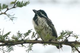 Głowaczek mały - Tricholaema melanocephala - Black-throated Barbet