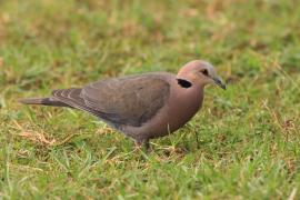 Synogarlica czerwonooka - Streptopelia semitorquata - Red-eyed Dove