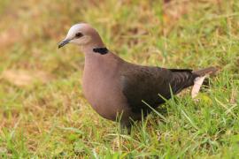 Synogarlica czerwonooka - Streptopelia semitorquata - Red-eyed Dove