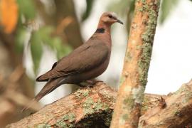 Synogarlica czerwonooka - Streptopelia semitorquata - Red-eyed Dove