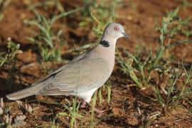 Synogarlica okularowa - Streptopelia decipiens - African Mourning Dove