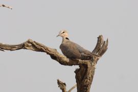 Synogarlica popielata - Streptopelia capicola - Ring-necked Dove