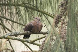 Synogarlica popielata - Streptopelia capicola - Ring-necked Dove