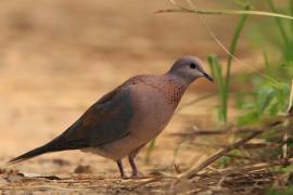 Synogarlica senegalska - Streptopelia senegalensis - Laughing Dove