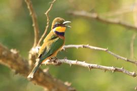 Żołna niebieskopierśna - Merops variegatus - Blue-breasted Bee-eater