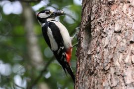 Dzięcioł duży - Dendrocopos major - Great Spotted Woodpecker