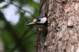 Dzięcioł duży - Dendrocopos major - Great Spotted Woodpecker