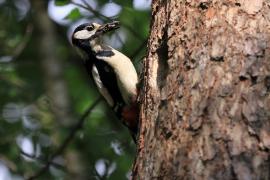 Dzięcioł duży - Dendrocopos major - Great Spotted Woodpecker
