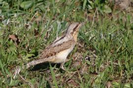 Krętogłów - Jynx torquilla - Eurasian Wryneck