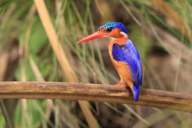Zimorodek malachitowy - Corythornis cristatus  - African Malachite Kingfisher