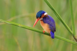 Zimorodek malachitowy - Corythornis cristatus  - African Malachite Kingfisher