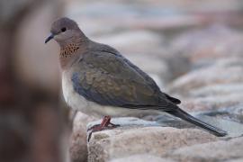 Synogarlica senegalska - Streptopelia senegalensis - Laughing Dove