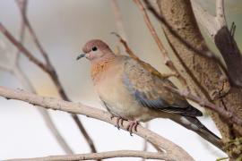 Synogarlica senegalska - Streptopelia senegalensis - Laughing Dove