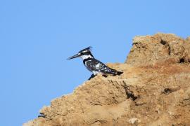 Rybaczek srokaty - Ceryle rudis - Pied Kingfisher