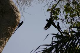 Sierpodudek purpurowy - Phoeniculus purpureus - Green Wood-hoopoe