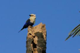 Kraska płowogłowa - Coracias cyanogaster - Blue-bellied Roller