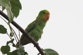 Nierozłączka czerwonogłowa - Agapornis pullarius - Red-headed Lovebird