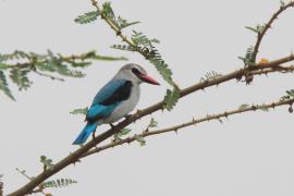 Łowiec jasny - Halcyon senegalensis - Woodland Kingfisher