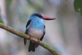 Łowiec kameruński - Halcyon malimbica - Blue-breasted Kingfisher
