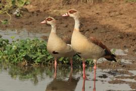 Gęsiówka egipska - Alopochen aegyptiaca - Egyptian Goose