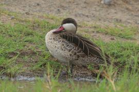 Srebrzanka czerwonodzioba - Anas erythrorhyncha - Red-billed Teal