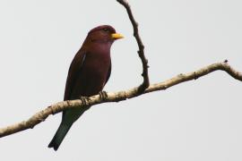 Kraskówka afrykańska - Eurystomus glaucurus - Broad-billed Roller