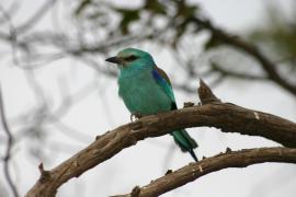 Kraska abisyńska - Coracias abyssinicus - Abyssinian Roller