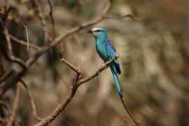 Kraska abisyńska - Coracias abyssinicus - Abyssinian Roller
