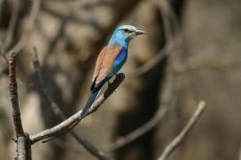 Kraska abisyńska - Coracias abyssinicus - Abyssinian Roller