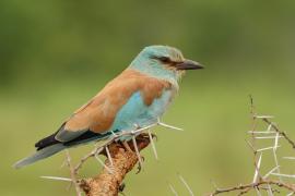 Kraska zwyczajna - Coracias garrulus - European Roller
