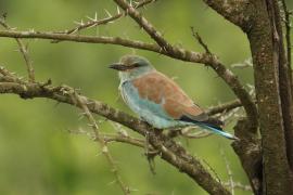 Kraska zwyczajna - Coracias garrulus - European Roller