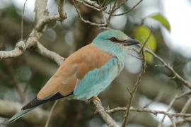 Kraska zwyczajna - Coracias garrulus - European Roller