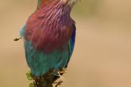 Kraska liliowopierśna - Coracias caudatus - Lilac-breasted Roller