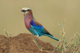 Kraska liliowopierśna - Coracias caudatus - Lilac-breasted Roller