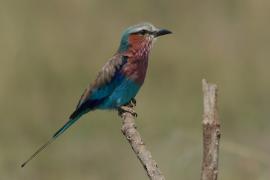 Kraska liliowopierśna - Coracias caudatus - Lilac-breasted Roller