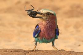 Kraska liliowopierśna - Coracias caudatus - Lilac-breasted Roller