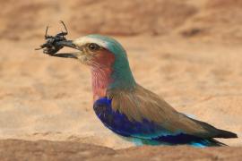 Kraska liliowopierśna - Coracias caudatus - Lilac-breasted Roller