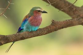 Kraska liliowopierśna - Coracias caudatus - Lilac-breasted Roller