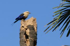 Kraska płowogłowa - Coracias cyanogaster - Blue-bellied Roller