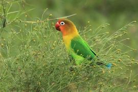 Nierozłączka rudogłowa - Agapornis fischeri - Fischer's Lovebird