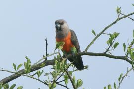 Afrykanka krasnopierśna - Poicephalus rufiventris  - Red-bellied Parrot