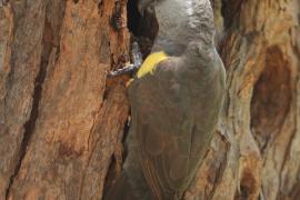 Afrykanka niebieskorzytna - Poicephalus rueppellii - Rüppell's Parrot