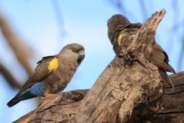 Afrykanka niebieskorzytna - Poicephalus rueppellii - Rüppell's Parrot